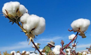 新疆棉加工量有望达到500万吨